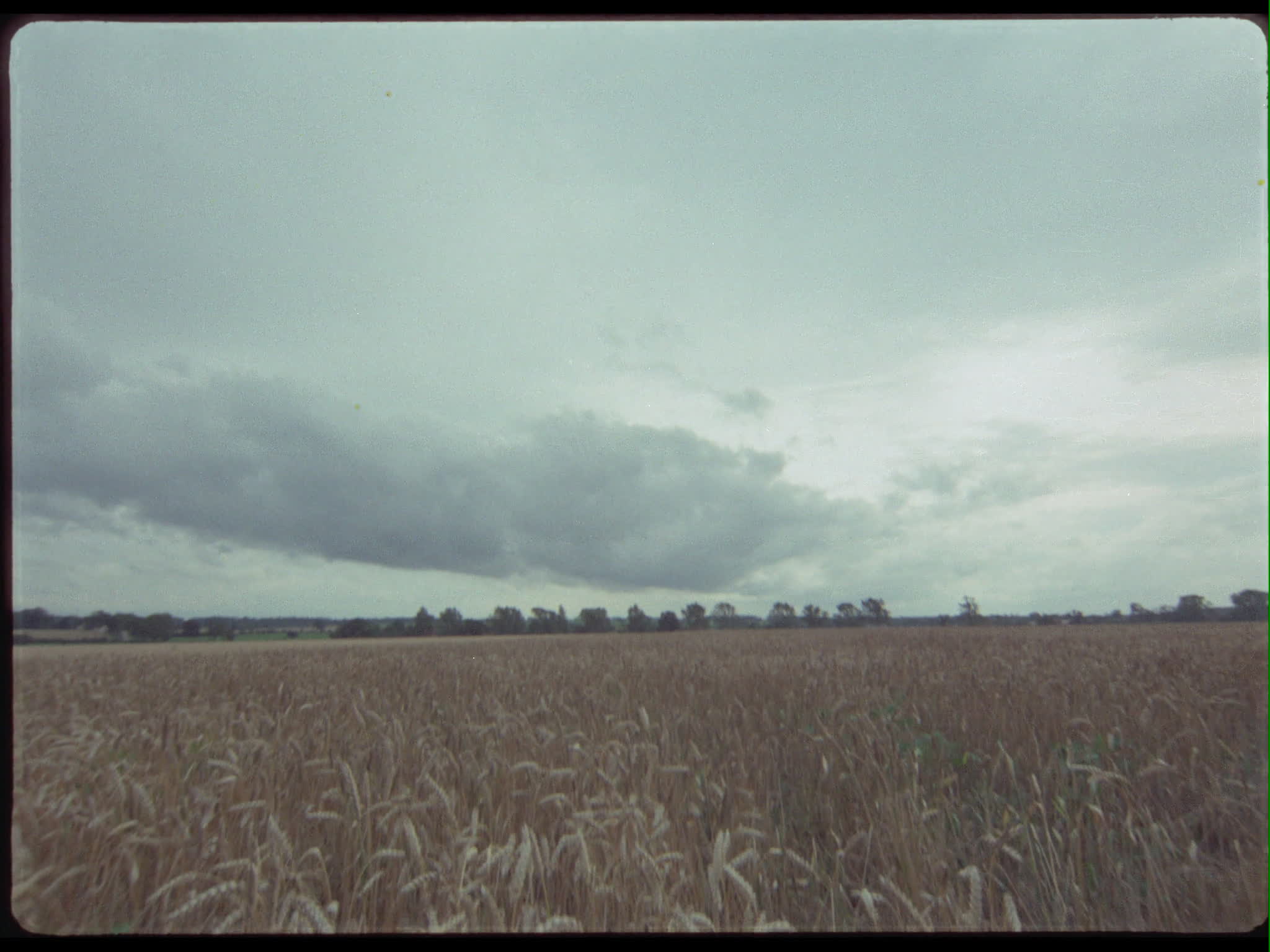 Wheat Field