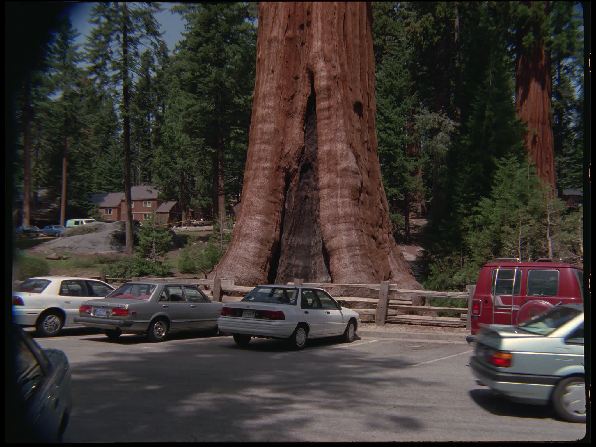 General Sherman Tree