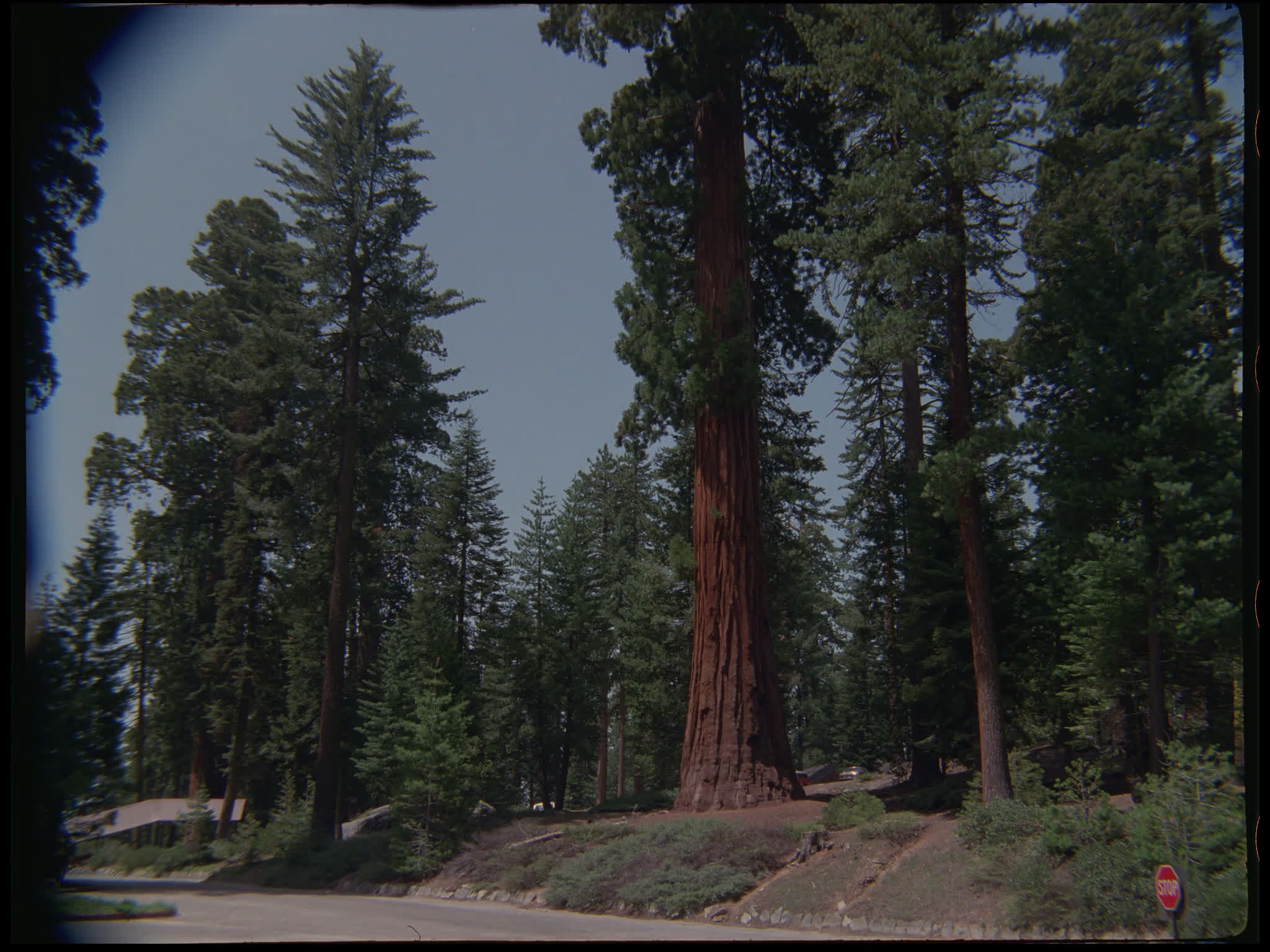 Redwood Trees