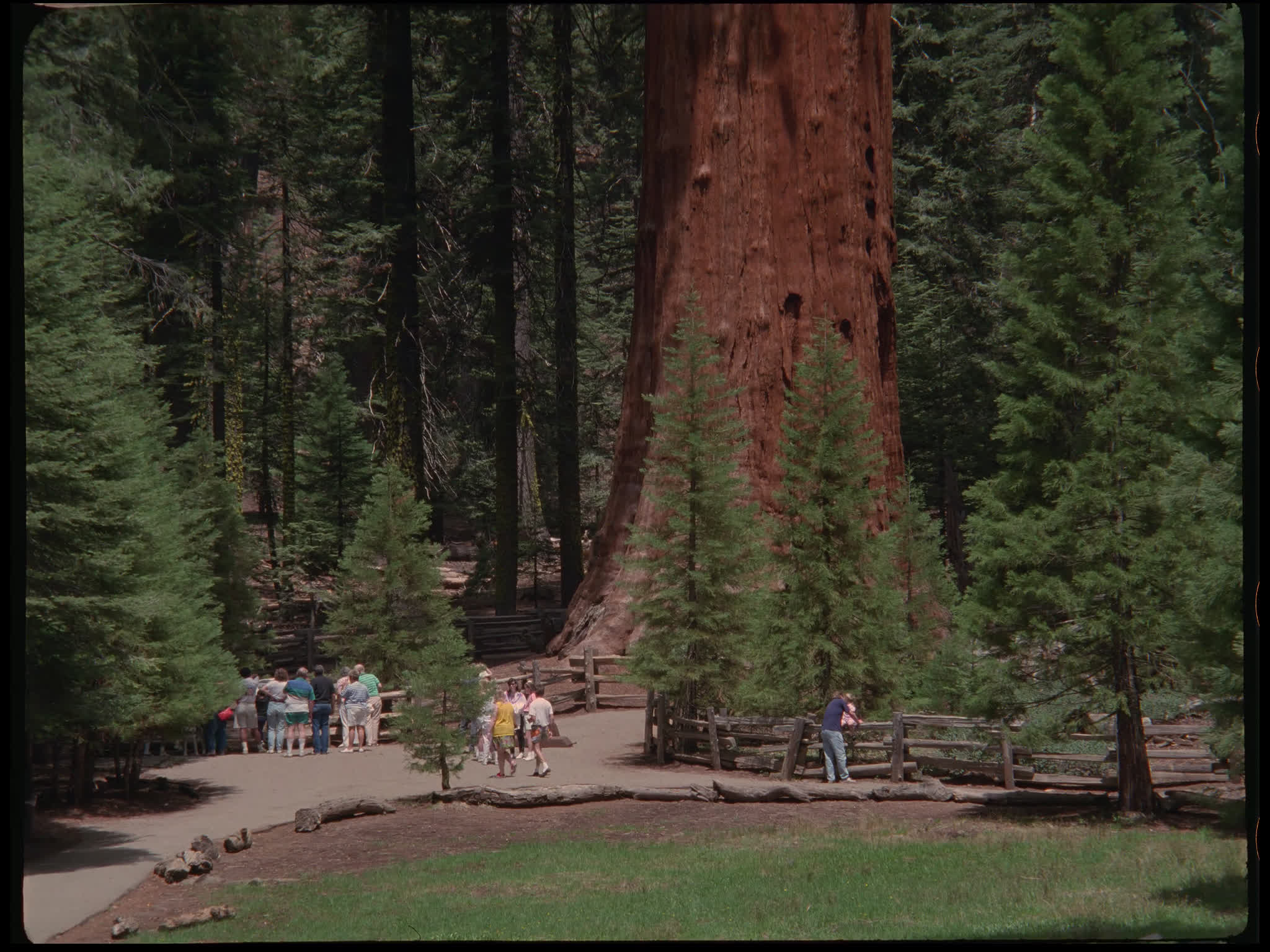 Redwood Trees in Sequoia National Park