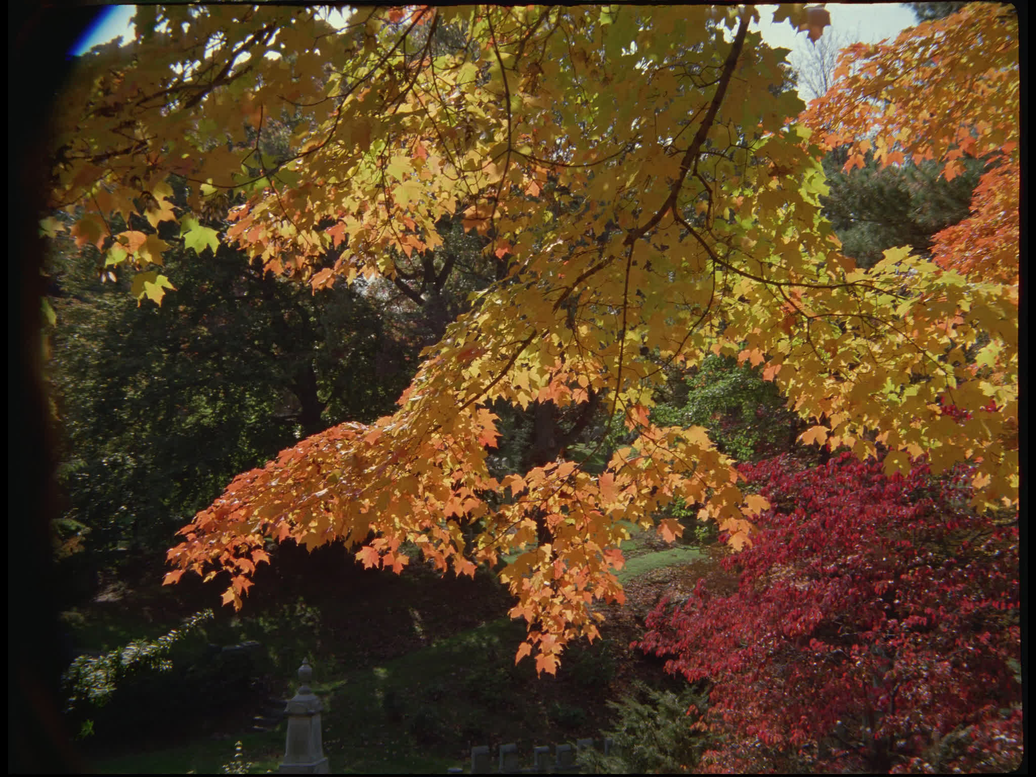 Autumn Trees