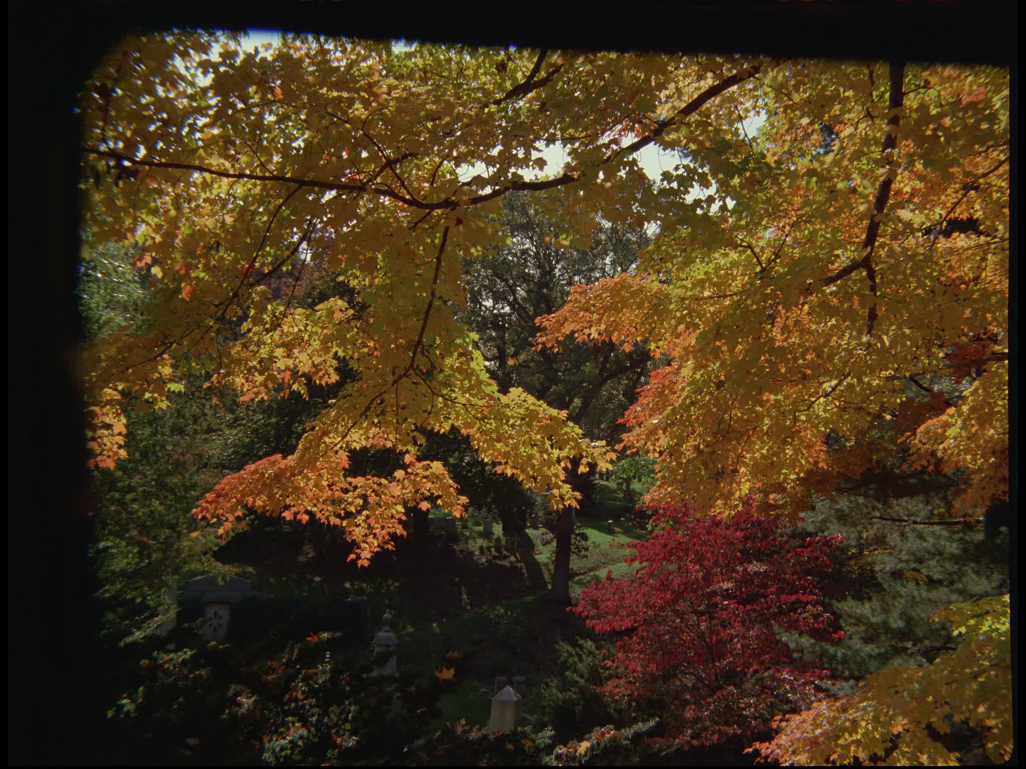 Autumn Trees