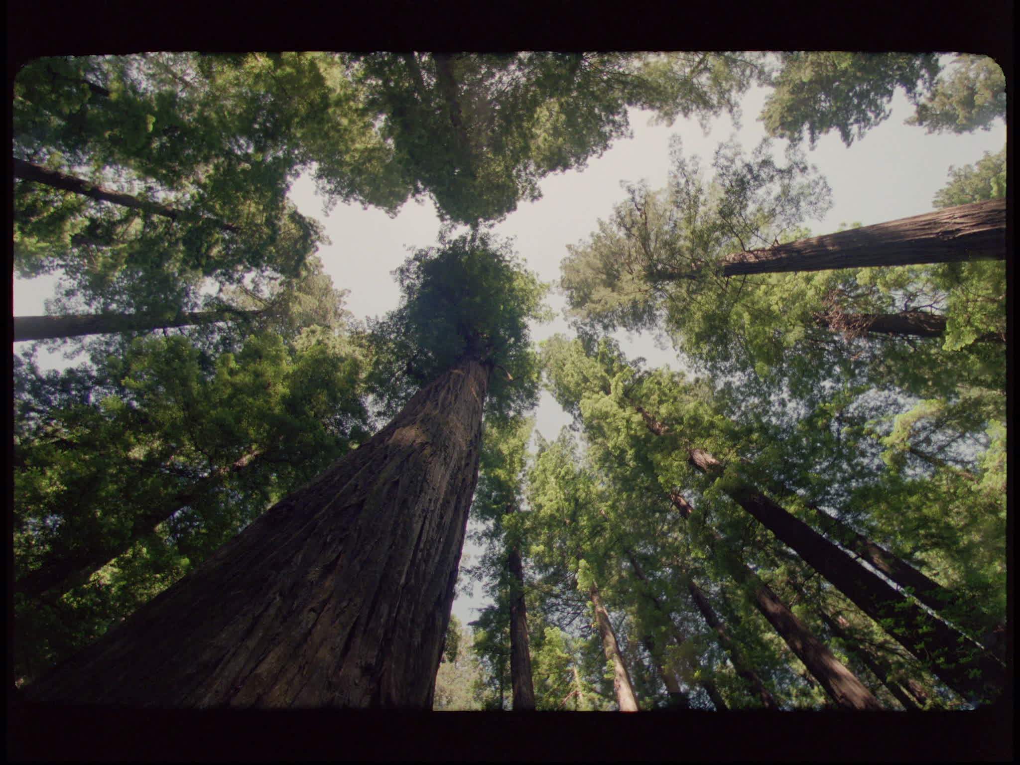 Redwood National Park