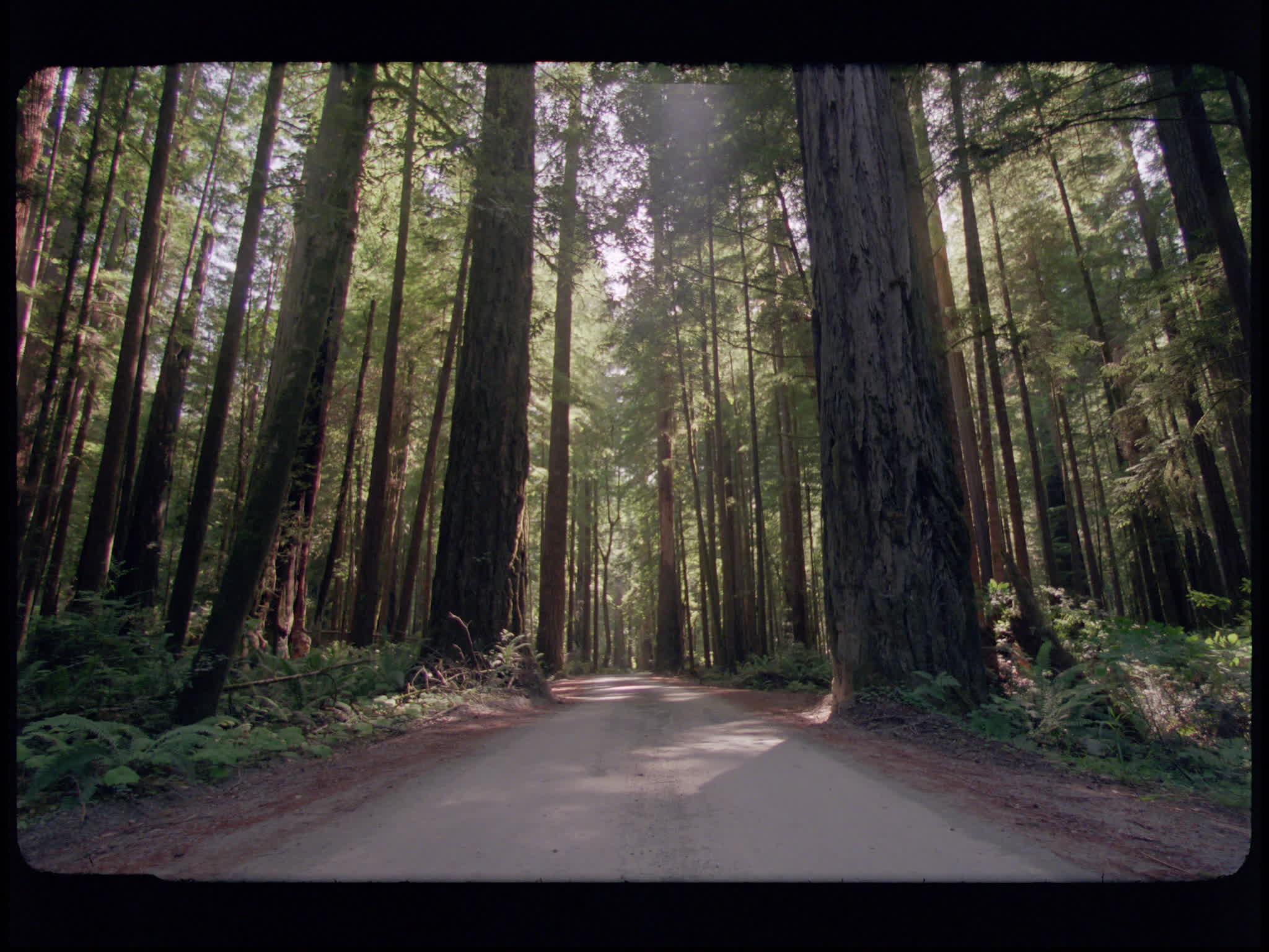 Redwood National Park