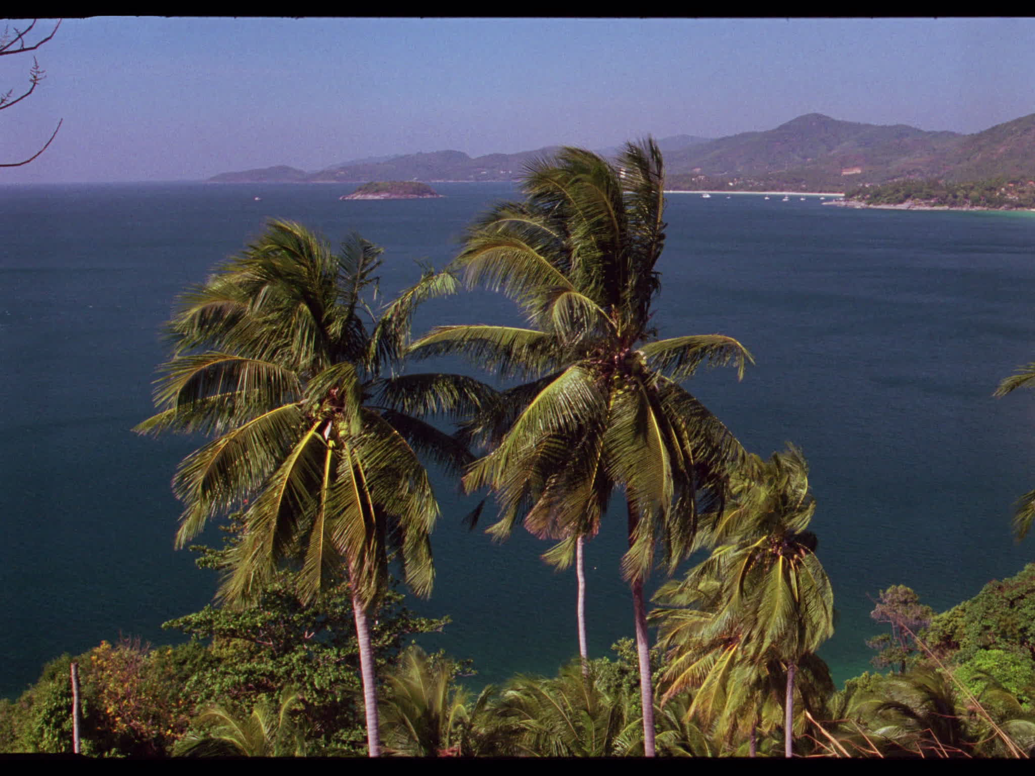 Palm Trees