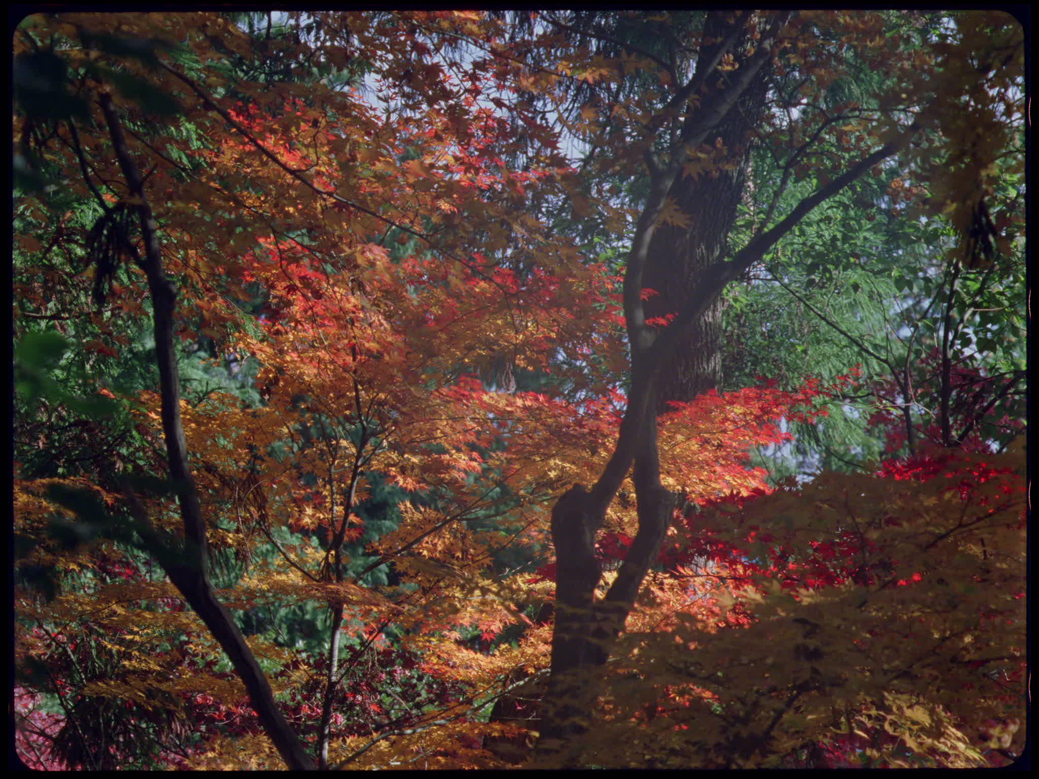 Autumn Foliage