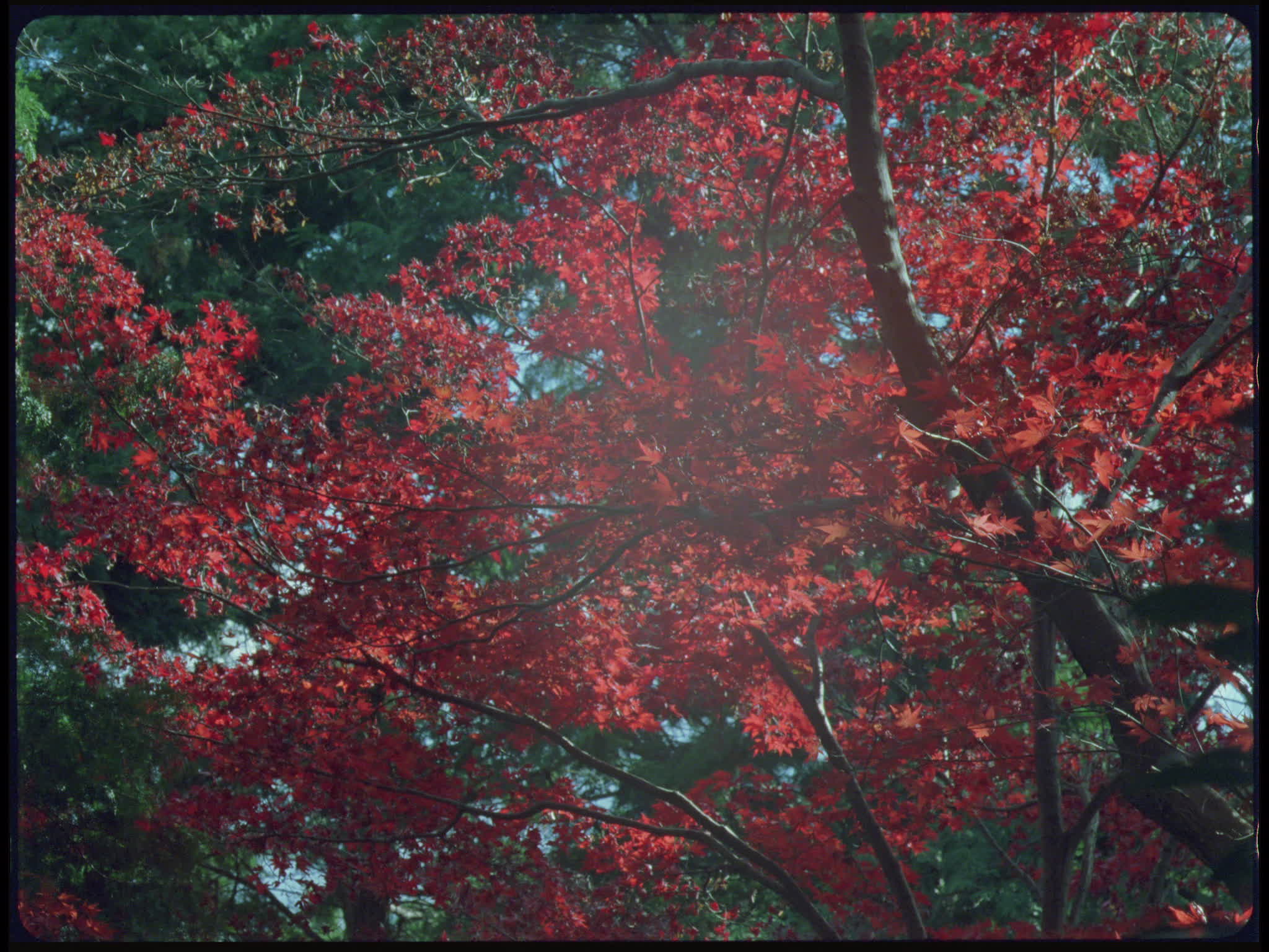Autumn Foliage