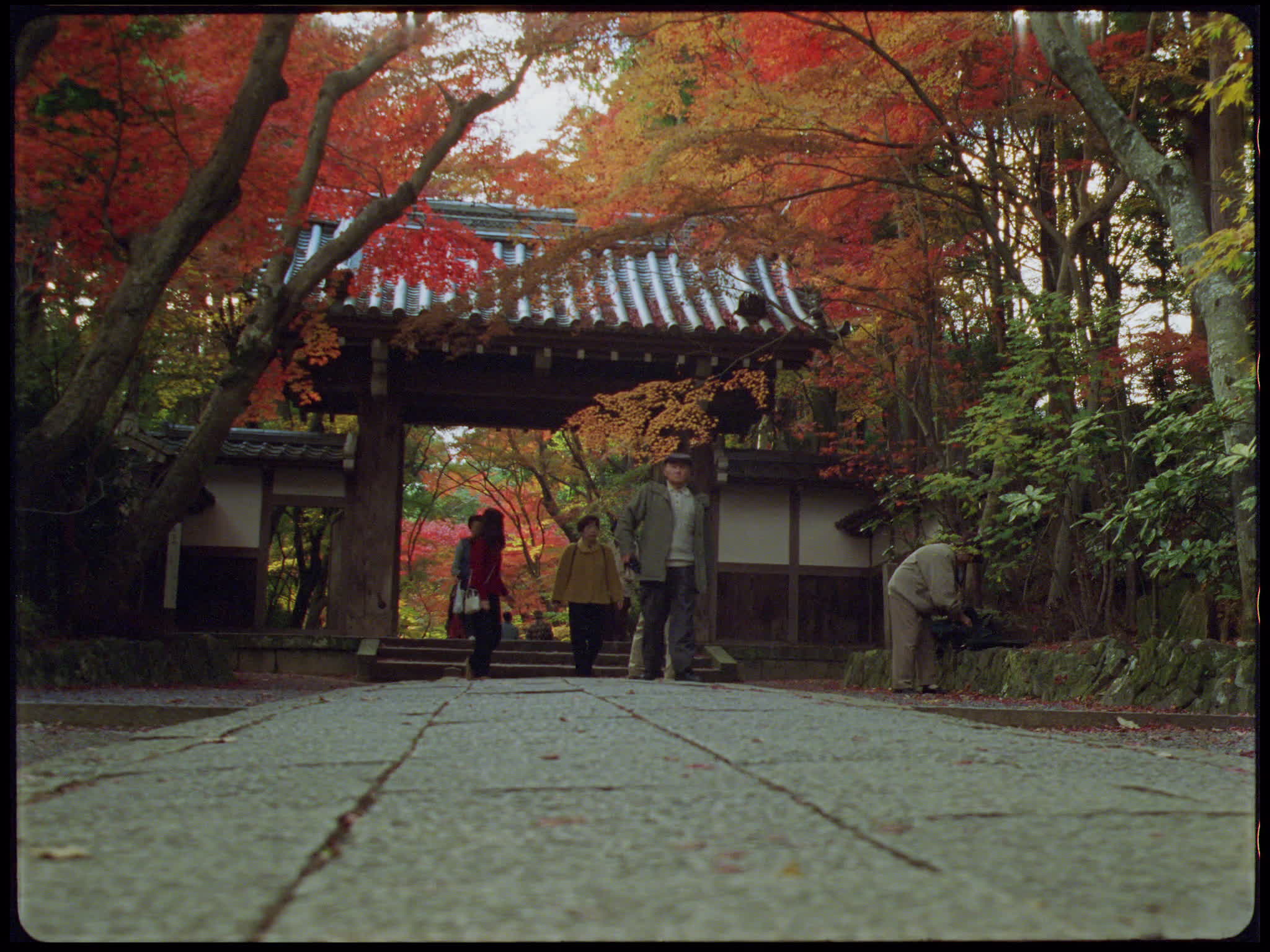 Autumn Foliage