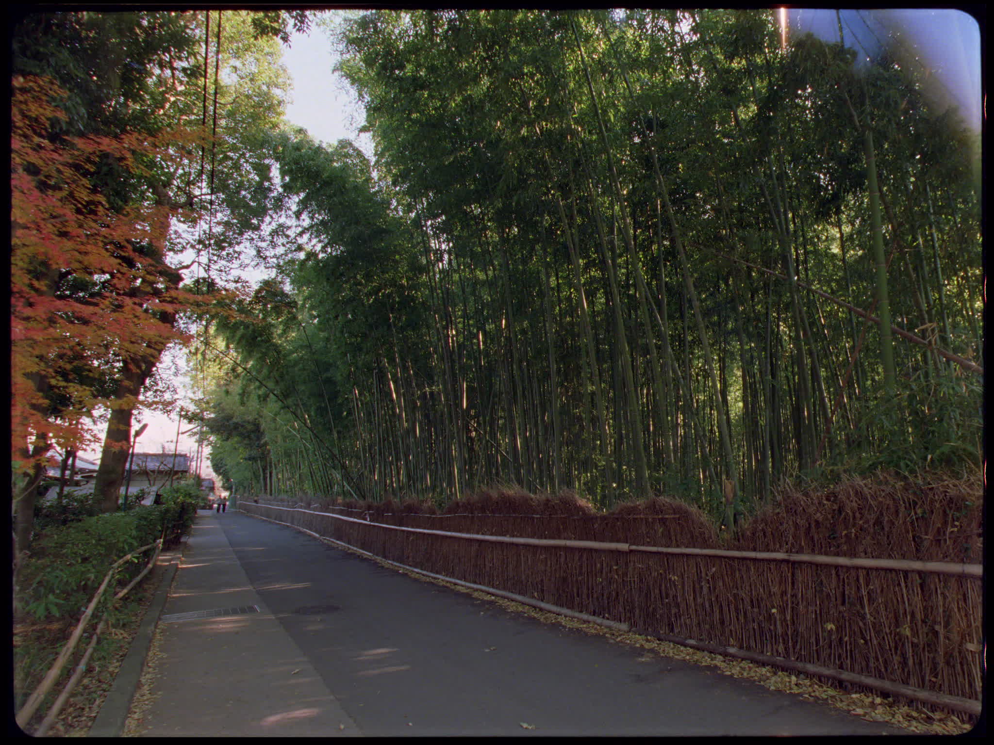 Bamboo Forest