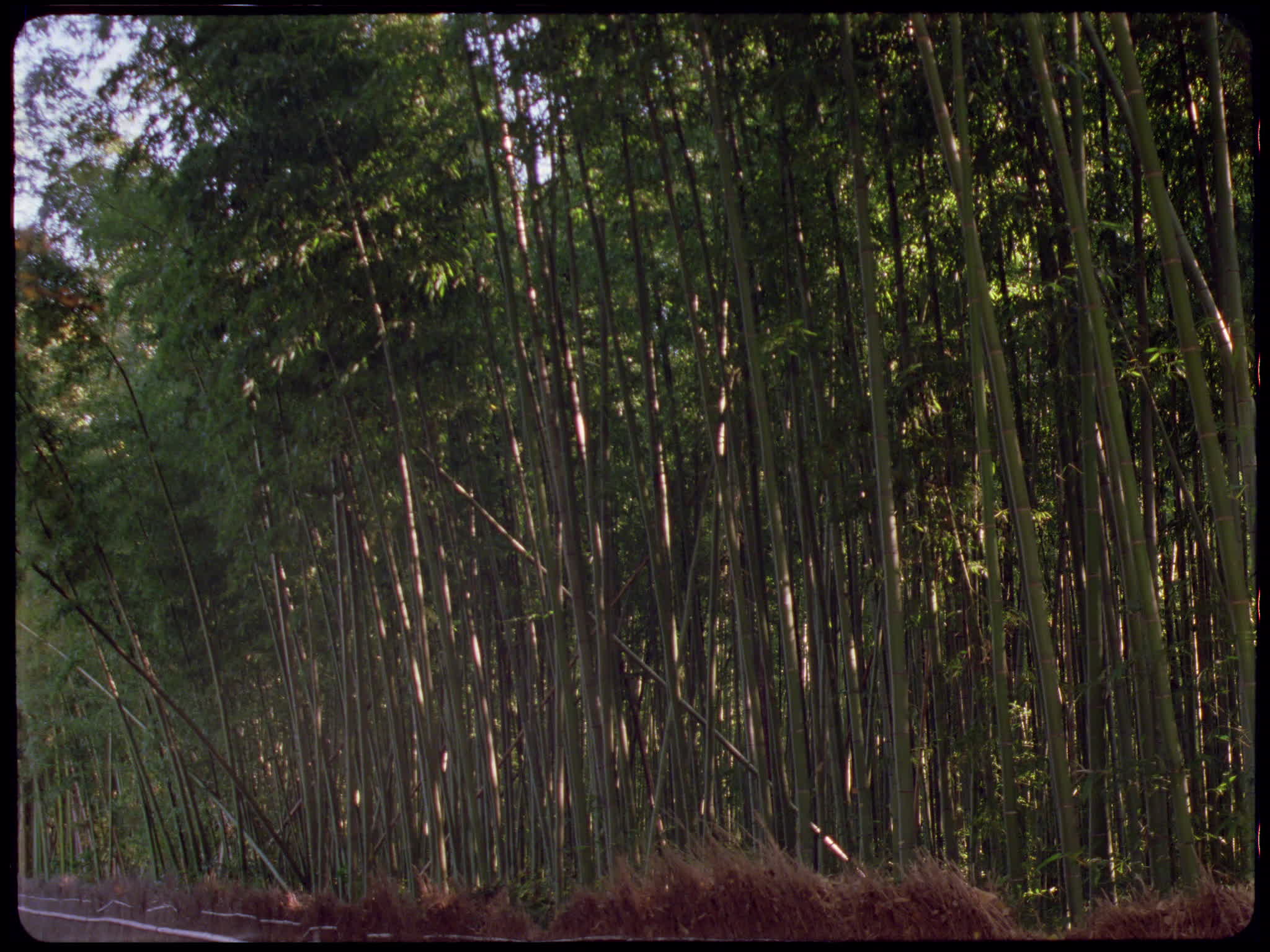 Bamboo Forest