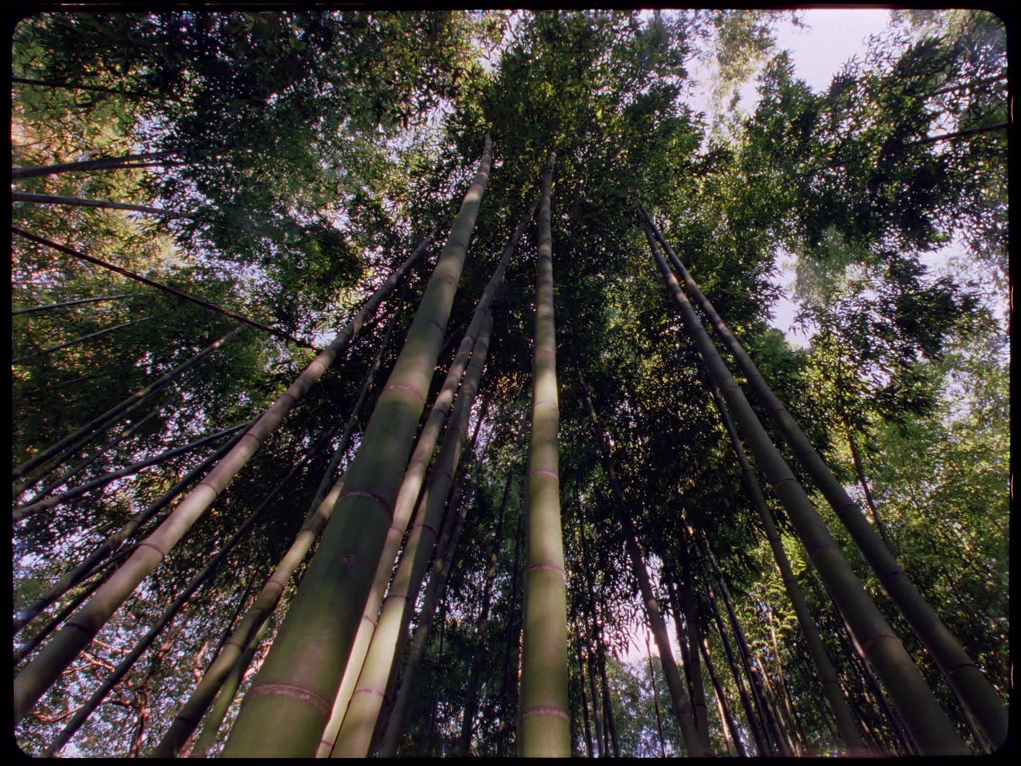 Bamboo Forest