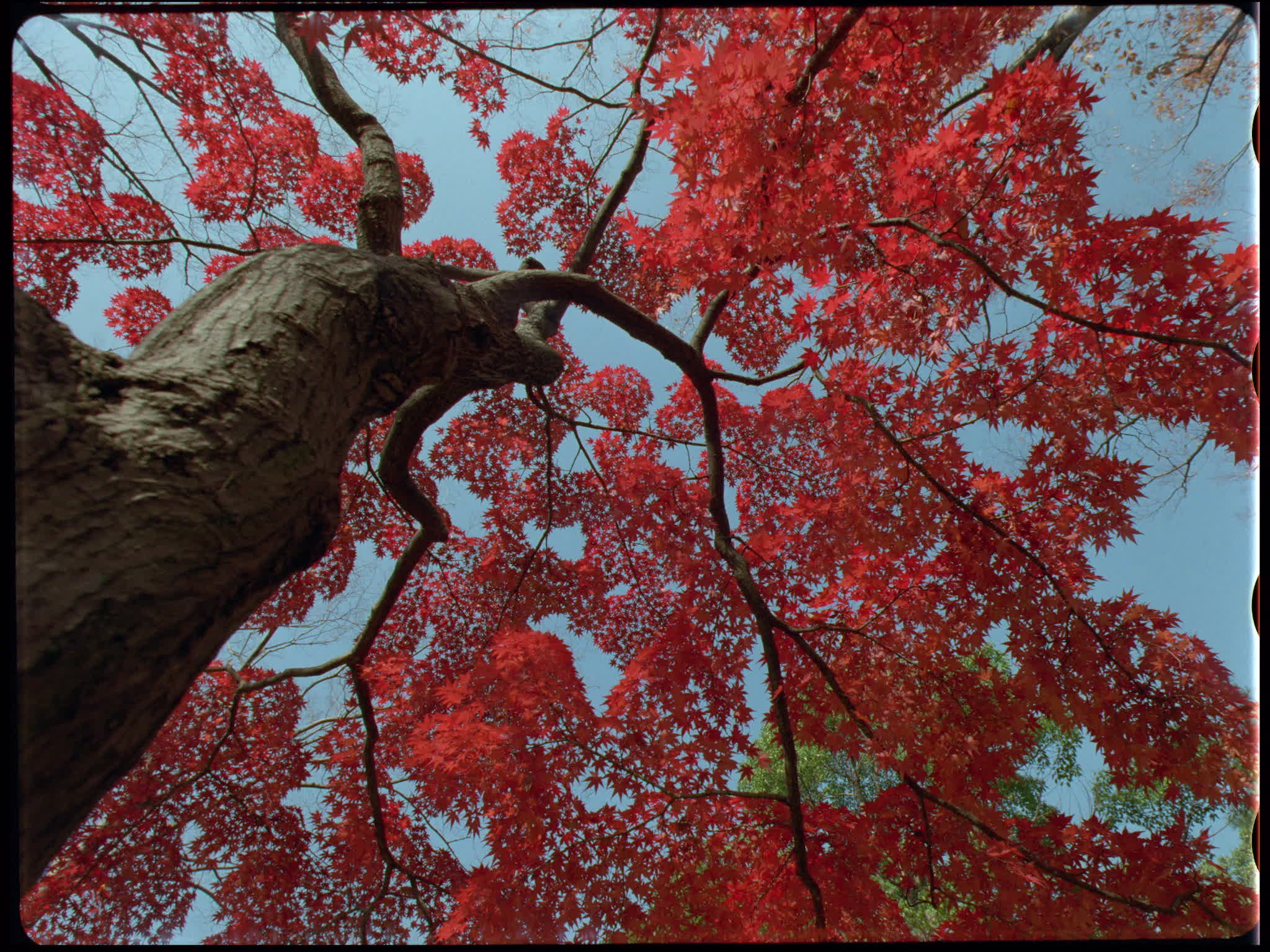 Red Maple