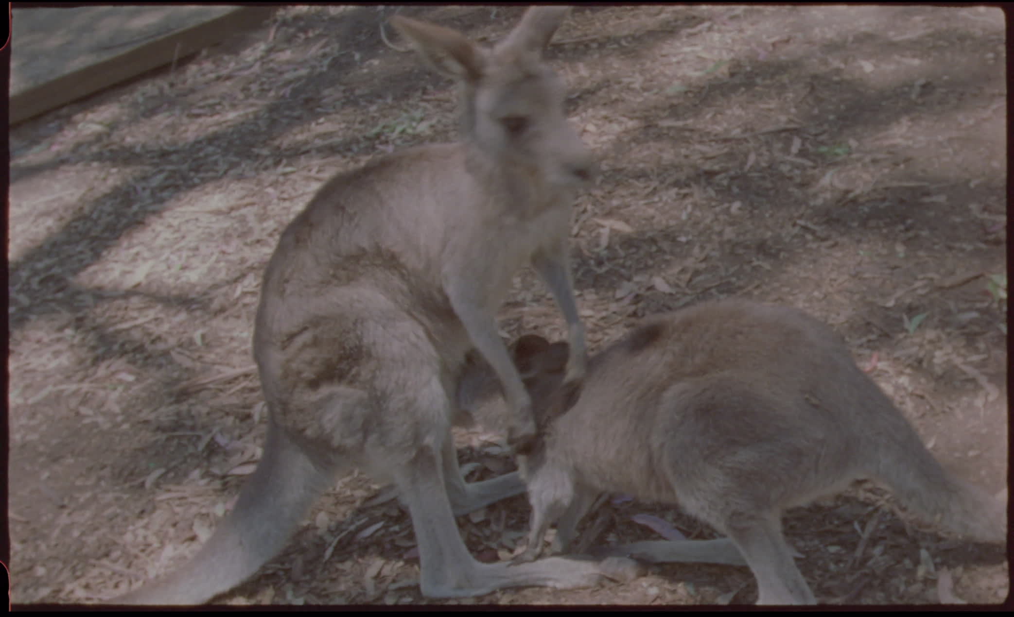 Kangaroos